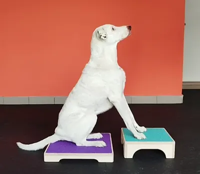 Rehabilitacja małych zwierząt - psów i kotów Siedlce - ZoofizjoCare